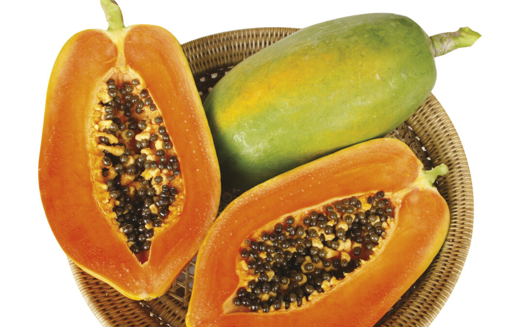 Papaya Vega