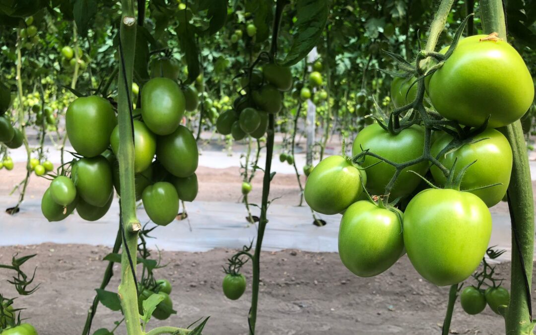 Tomate Sal-Ind Tenientte