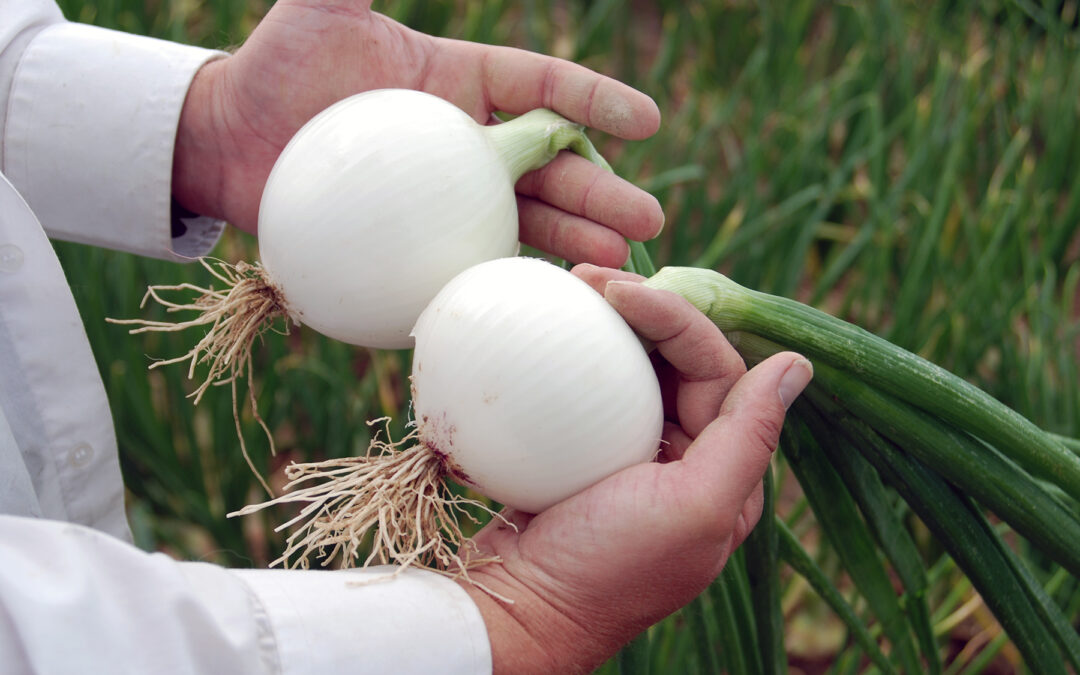 Cebolla White Cloud