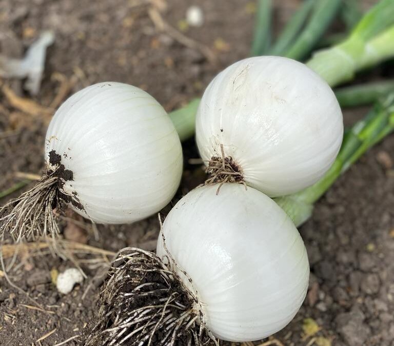 Cebolla Monja Blanca