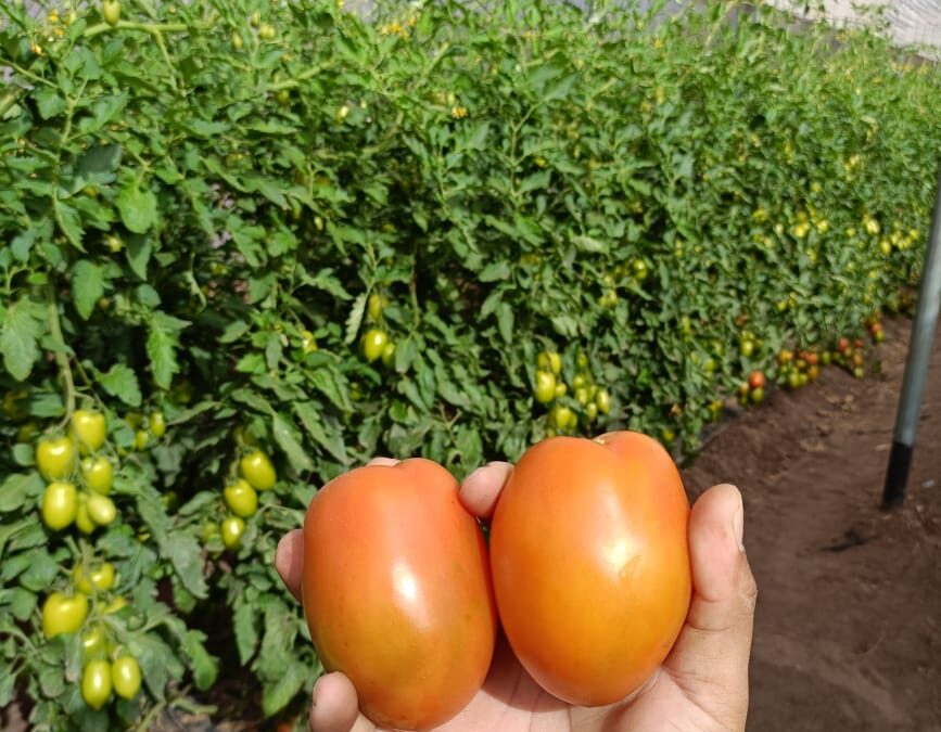 Tomate Yecora