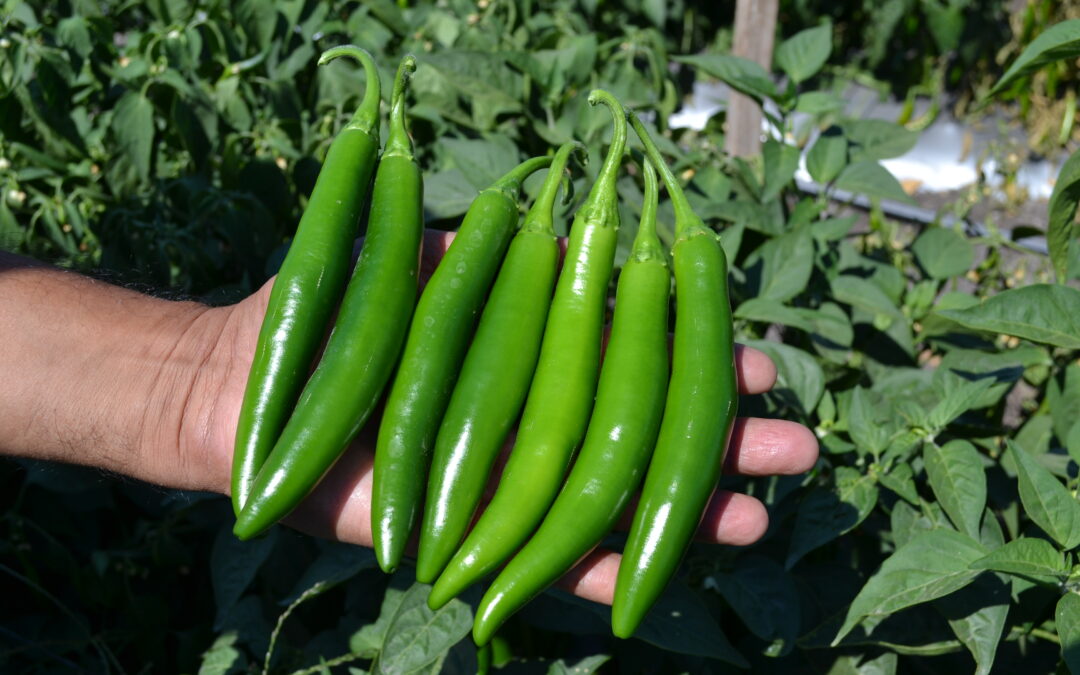 Chile Serrano Jigante