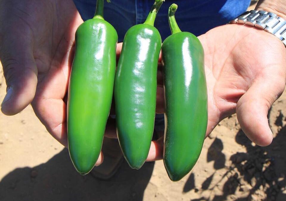 Chile Jalapeño Gabino